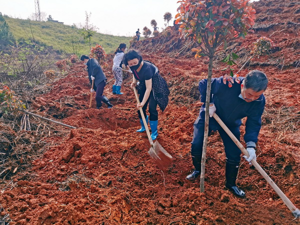 满坡都是团结?期盼河山春风?民革株洲市委会相应号召植树造林 (1)_调整大小.jpg